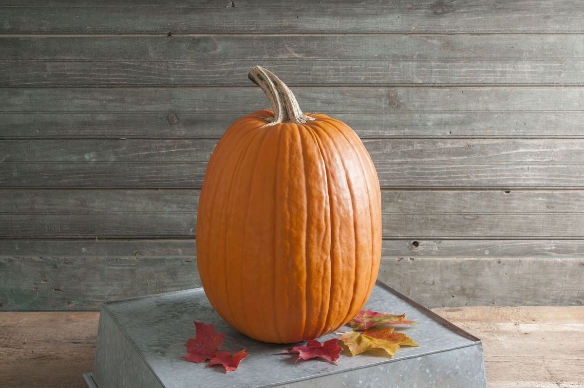 Rock Star – Pumpkin Seed